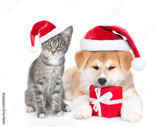 Akita inu puppy with gift box and cat wearing red christmas hats looks at camera together. isolated on white background © Ermolaev Alexandr