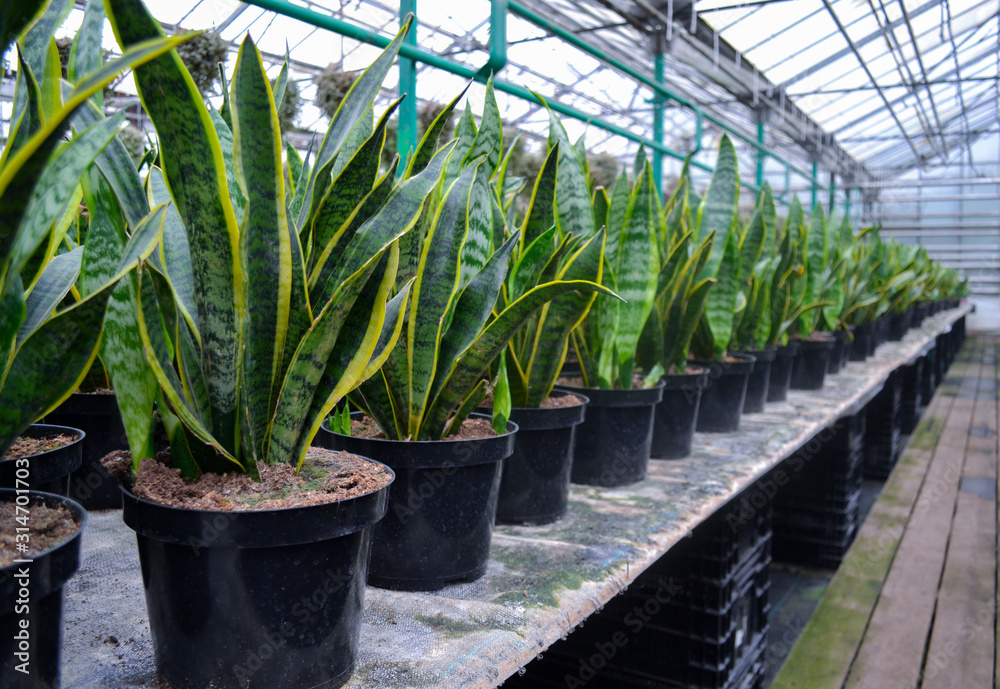 Sansevieria evergreens, known as snakeskin or pike's tail, with striped long leaves, stand in rows in flower pots. Sale in a flower shop, in a greenhouse Sansevieria evergreens, known as snakeskin or pike's tail, with striped long leaves, stand in rows in flower pots. Sale in a flower shop, in a greenhouse