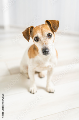 Adorable small cute dog Jack Russell terrier. Small depth of field. Looking to the camera. Sitting on the floor in the room