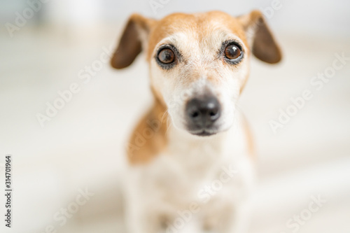 adorable dog portrait. Small depth of field. Looking to the camera. Lovely pet
