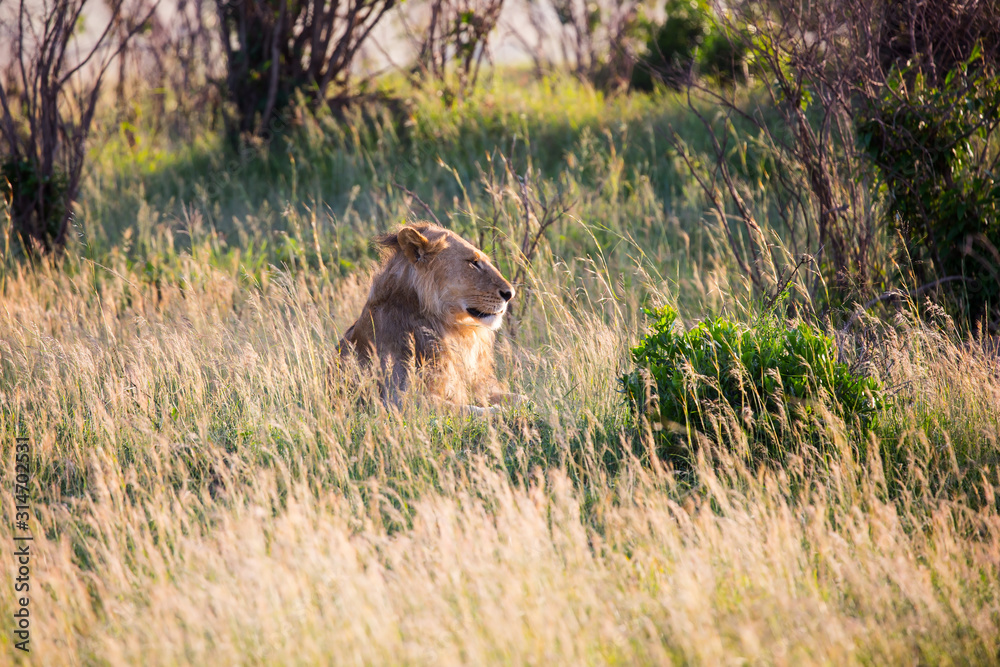 African lioness is resting in tall grass African lioness is resting in tall grass