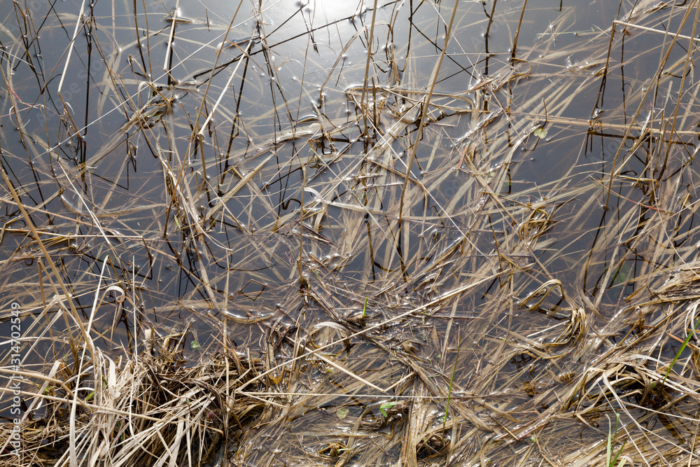 Fototapeta premium swamp with water