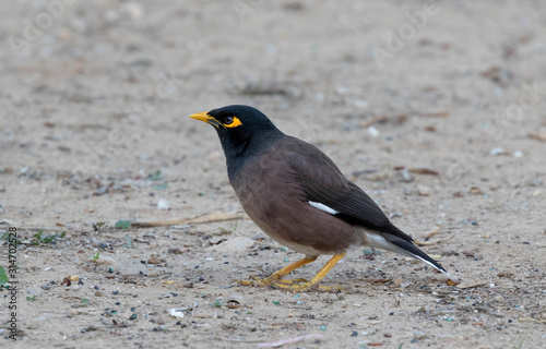 The common myna or Indian myna (Acridotheres tristis) feeding on the ground, Israel