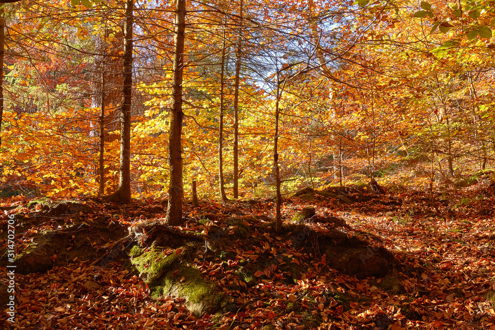 Fototapeta premium sonniger Herbst im Wald