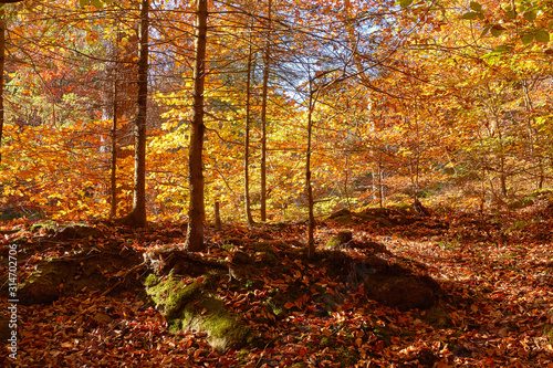 sonniger Herbst im Wald