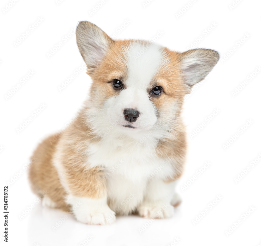 Portrait of a cute Pembroke Welsh Corgi puppy. isolated on white background