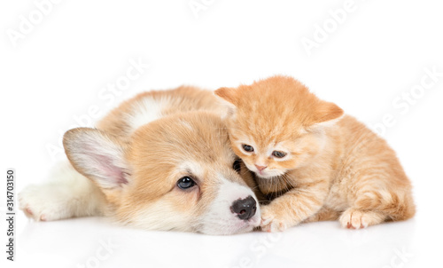 Sad pembroke welsh corgi puppy lies with tiny kitten. isolated on white background
