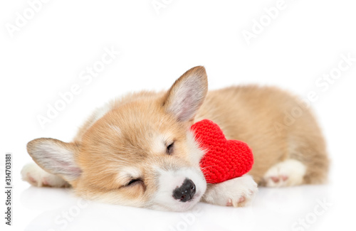 Pembroke welsh corgi puppy sleeps with a red heart. isolated on white background