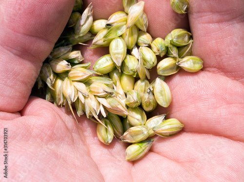 green wheat seeds