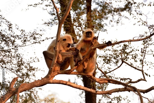 Long tailed Monkeys preening each other photo