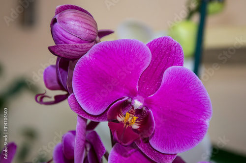 Close-up of beautiful purple orchid flower  colorful phalaenopsis plant  flora