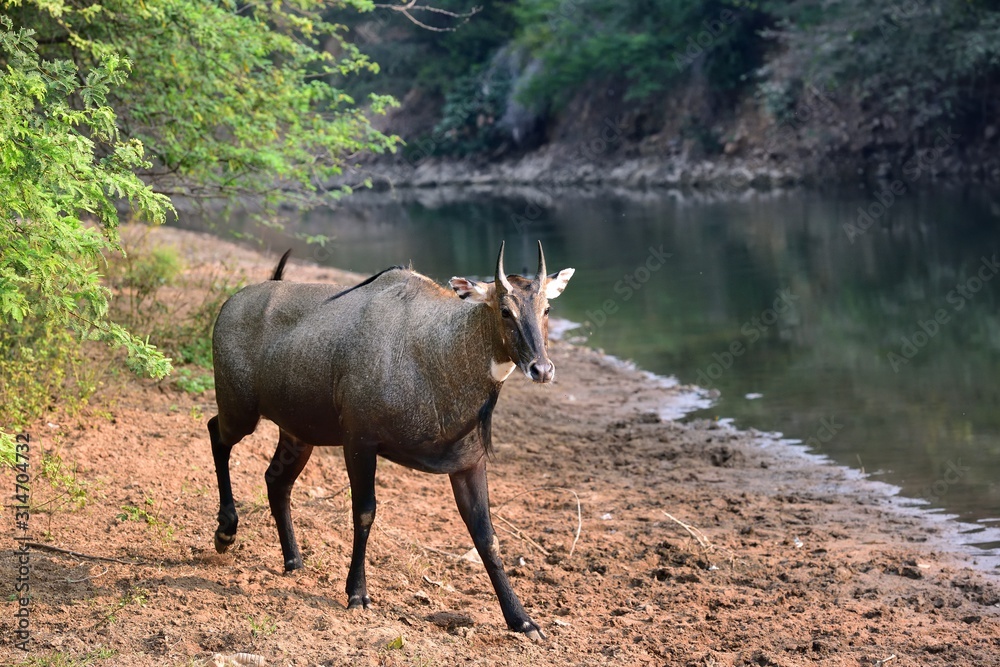 Blue deer walking towards the river Blue deer walking towards the river