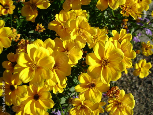 yellow flowers in the garden