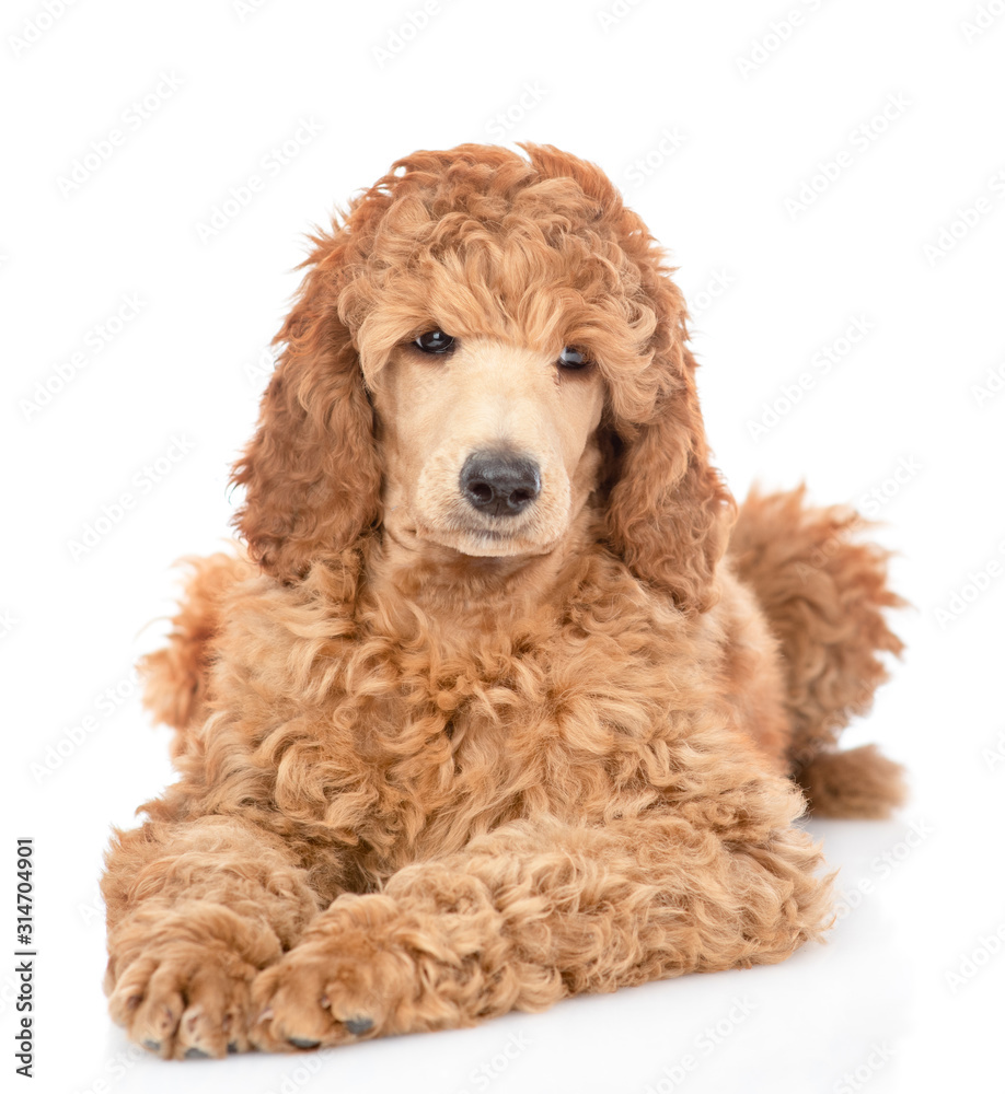 Portrait of a royal poodle. isolated on white background