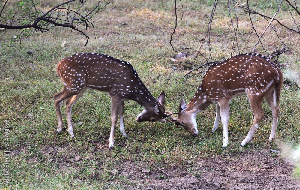 Spotted deer fighting with each other Spotted deer fighting with each other