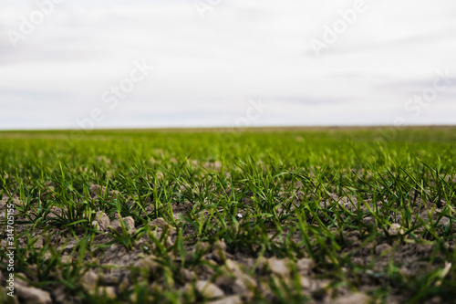 Field of young wheat seedlings growing in autumn. Young green wheat growing in soil. Agricultural proces. Close up on sprouting rye agriculture on a field sunny day with blue sky. Sprouts of rye.