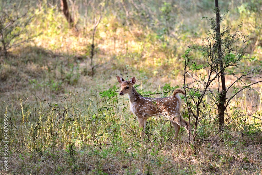 Fawn spotted deer stood still in the undergrowth Fawn spotted deer stood still in the undergrowth
