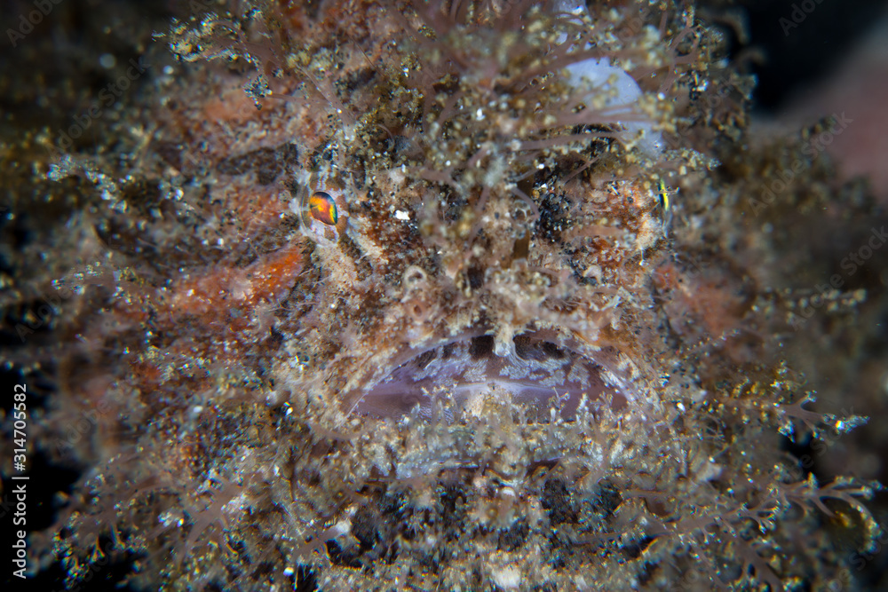 Detail of a Hairy frogfish, Antennarius striatus, as it sits in wait for unwary prey to swim by in Lembeh Strait, Indonesia. Detail of a Hairy frogfish, Antennarius striatus, as it sits in wait for unwary prey to swim by in Lembeh Strait, Indonesia.