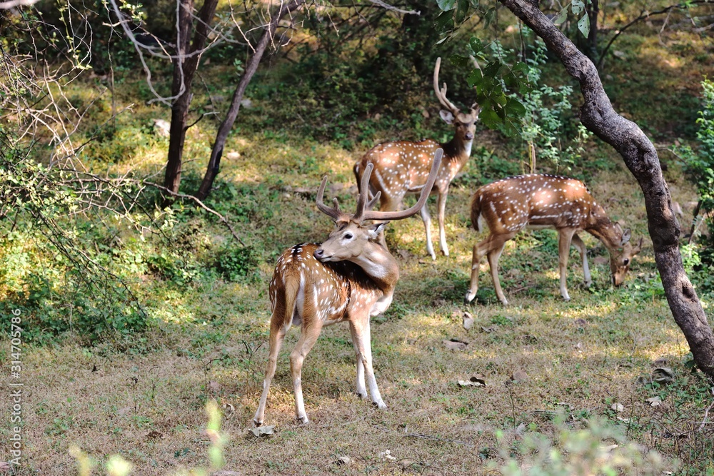 Obraz premium Male spotted deer smelling the air for females
