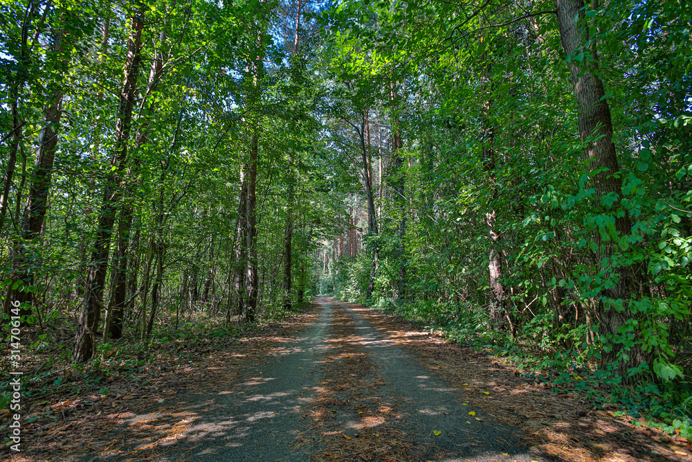 Fototapeta premium path in green forest
