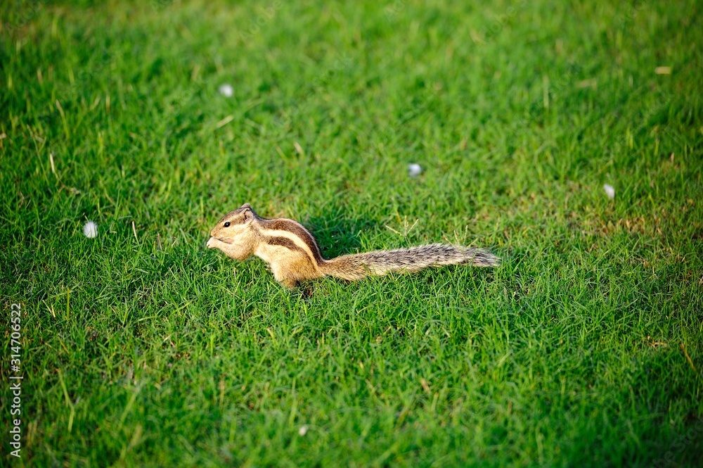 Indian Palm Squirrel in the evening sunlight