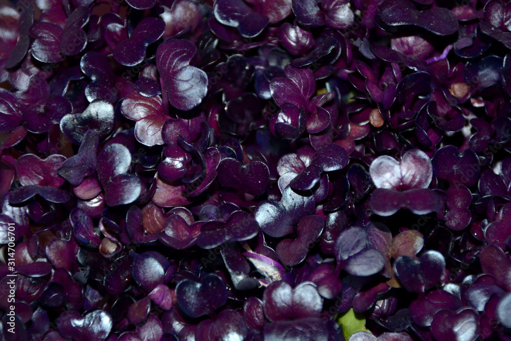 close-up view of fresh purple radish sprouts in kitchen for salad or decoration, macro of red cress close-up view of fresh purple radish sprouts in kitchen for salad or decoration, macro of red cress