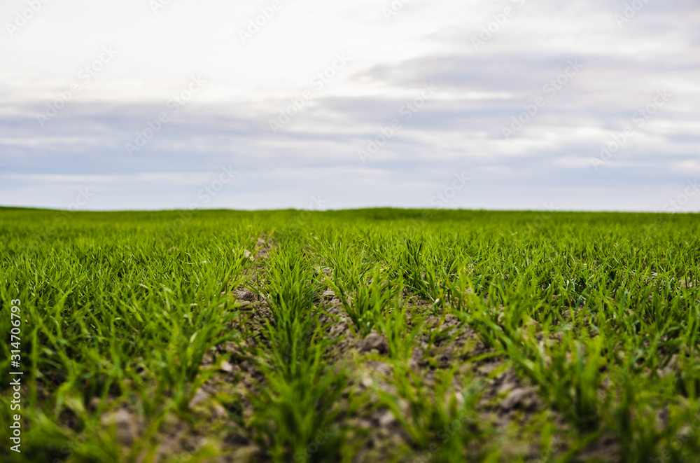 Field of young wheat seedlings growing in autumn. Young green wheat growing in soil. Agricultural proces. Close up on sprouting rye agriculture on a field sunny day with blue sky. Sprouts of rye.