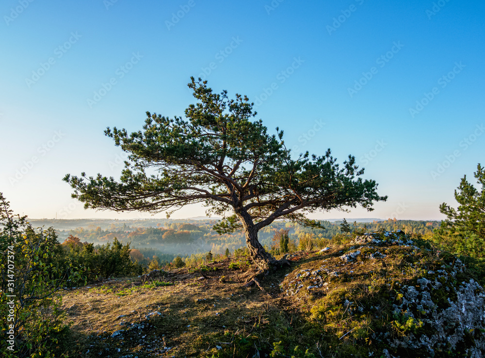 Lone Tree at Mirow Rocks, Krakow-Czestochowa Upland or Polish Jurassic Highland, Silesian Voivodeship, Poland Lone Tree at Mirow Rocks, Krakow-Czestochowa Upland or Polish Jurassic Highland, Silesian Voivodeship, Poland