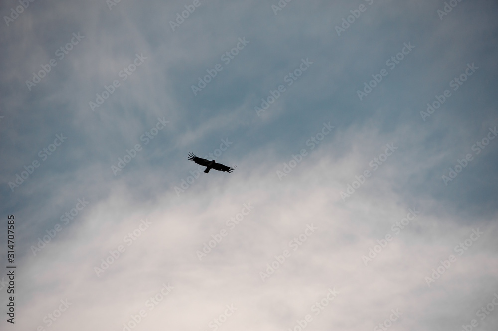 Predator bird flying high in the sky