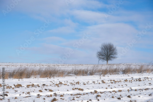 Plowed field, ready for sowing, under snow and a lone tree on the horizon. Rural winter landscape in Ukraine. Copy space.