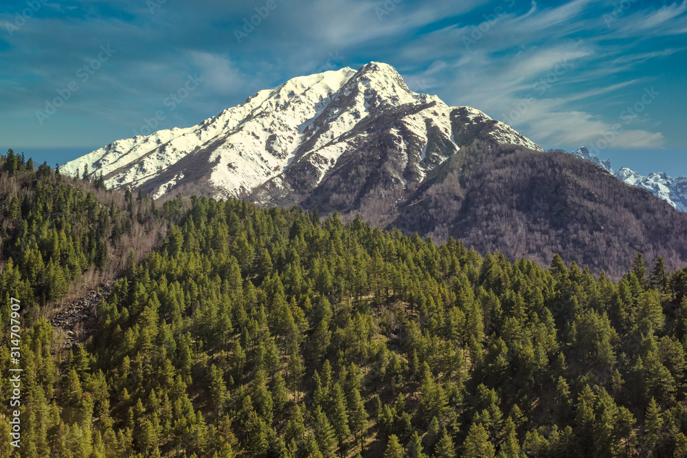A snow capped HImalayan mountain towers over a pine forest in the village of Chitkul in KInnaur, India.