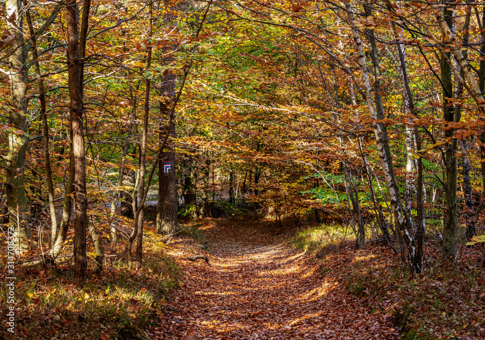 Obraz premium Forest Trail up to Mount Zborow in Podlesice, Krakow-Czestochowa Upland or Polish Jurassic Highland, Silesian Voivodeship, Poland