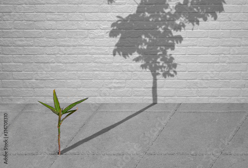 Little green plant growing through crack of pavement with sunlight and long shadow of fully grown tree on surface of brick wall background, create idea of Life is a struggle and hopeful concept