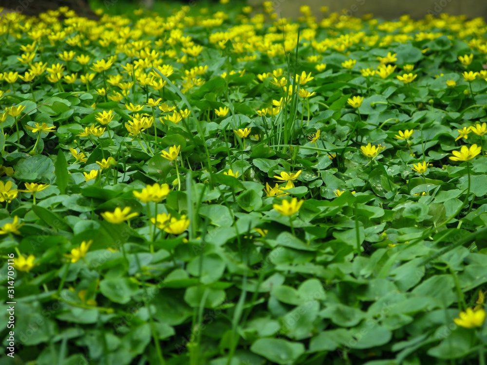 yellow flowers on a green meadow