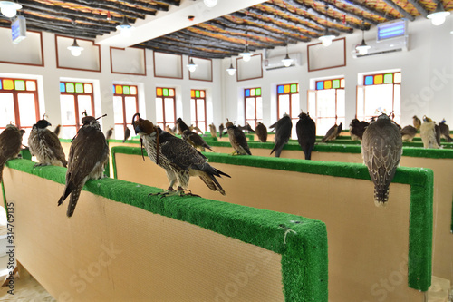 Selling falcons in Waqif Souq market in Doha, Qatar photo