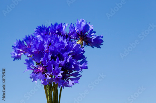 photo of blue cornflowers