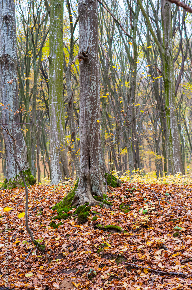 Deciduous autumn forest in cloudy weather. Deciduous autumn forest in cloudy weather.
