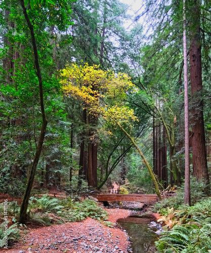 Wood Bridge Over Stream in Redwood Forest