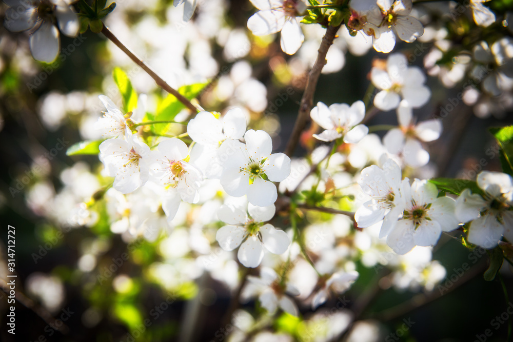 Apple flowers in Finnish Summer