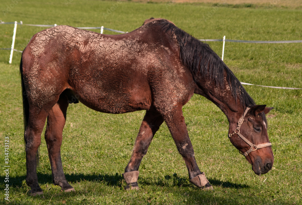 Obraz premium Schwarzes Zeug - Dornbirner Ried - Naturlandschaft 