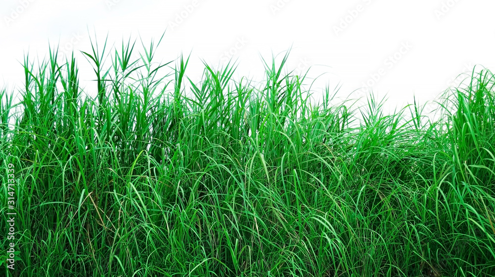 Obraz premium green grass isolated on white background