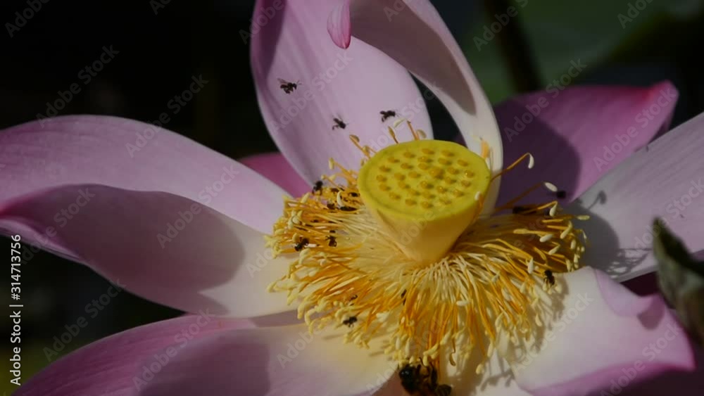 Bee swarming on the lotus flower. Pink lotus and bee in yellow pollen. Pink lotus flower or waterlily with bees collecting pollen, close up. Bees fly to lotus. Select focus Bee swarming on the lotus flower. Pink lotus and bee in yellow pollen. Pink lotus flower or waterlily with bees collecting pollen, close up. Bees fly to lotus. Select focus