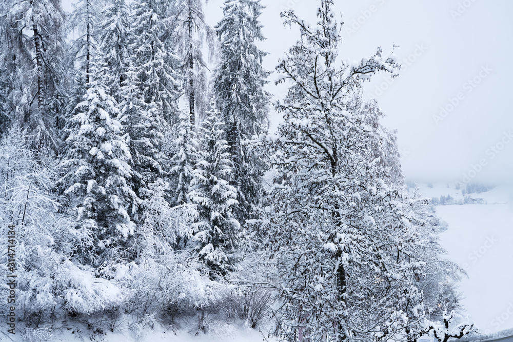Trees Covered With Snow In Winter Trees Covered With Snow In Winter