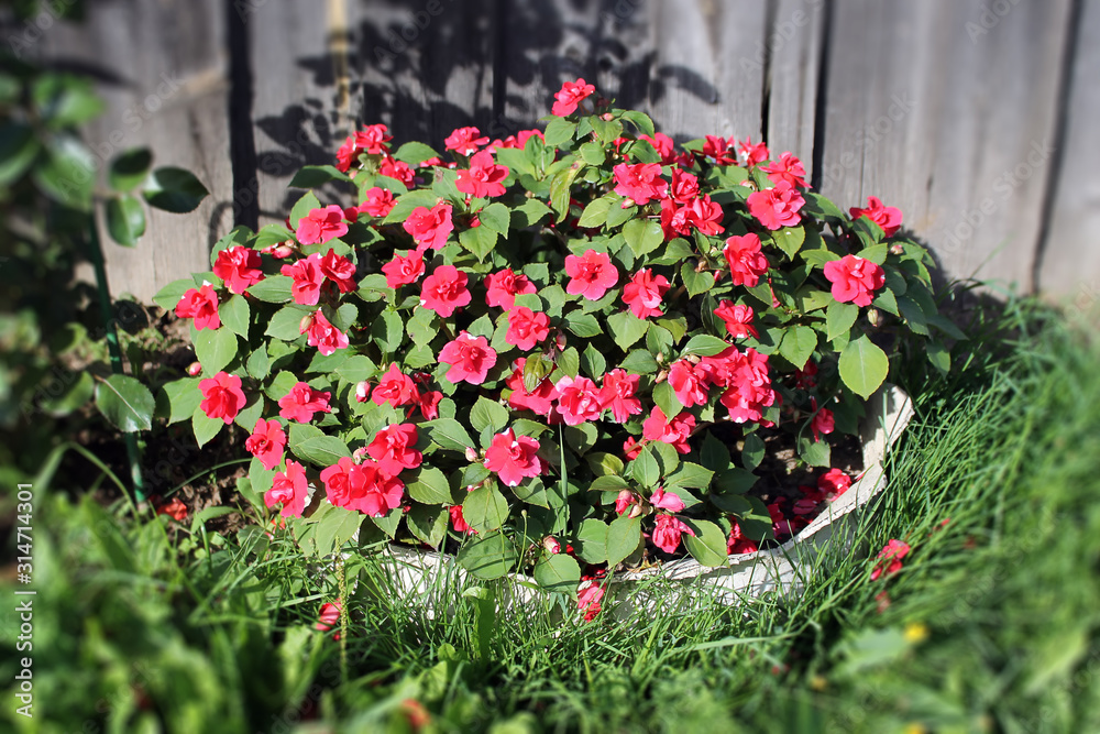 Fototapeta premium Garden plant with red small flowers grows in the country