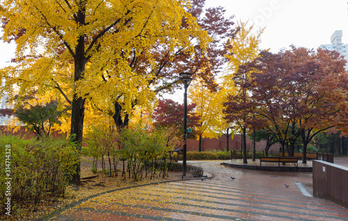 Autumn Leave and Fall in Park Seoul South Korea