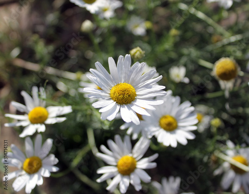 Chamomile flowers grow in the summer in the village