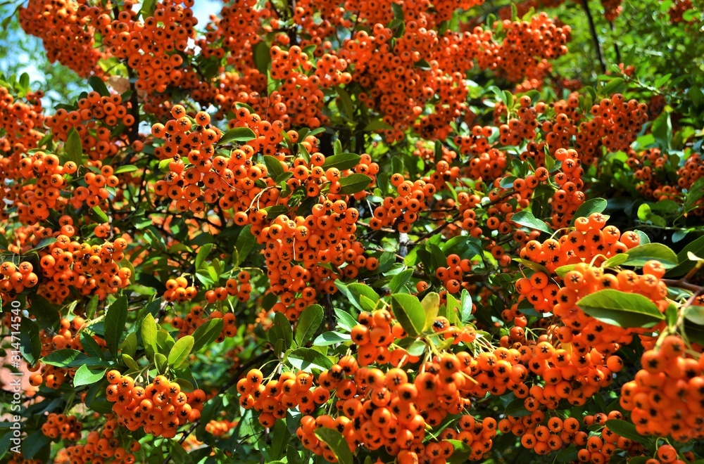Orange berries on a tree.