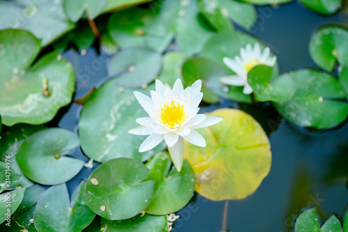 a beautiful white Lily blooms among the water lilies in the pond