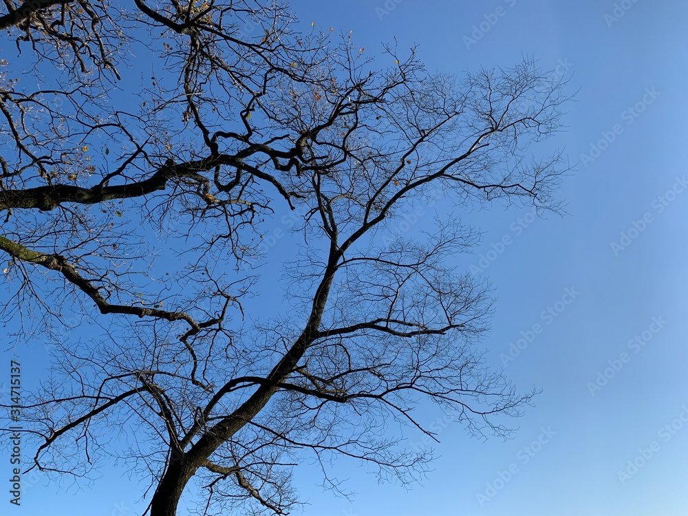 Silhouette of tree branches in the pure blue sky background Silhouette of tree branches in the pure blue sky background