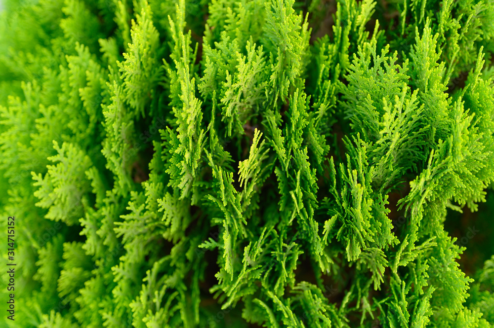 Background of closeup beautiful green christmas leaves of Thuja trees. Thuja occidentalis is an evergreen coniferous tree Background of closeup beautiful green christmas leaves of Thuja trees. Thuja occidentalis is an evergreen coniferous tree